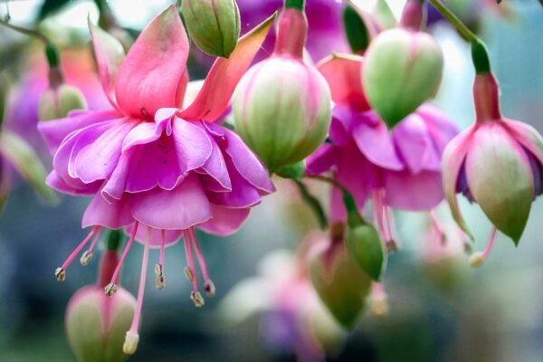 pink and green outdoor flowers