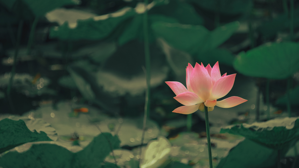 lotus blossom