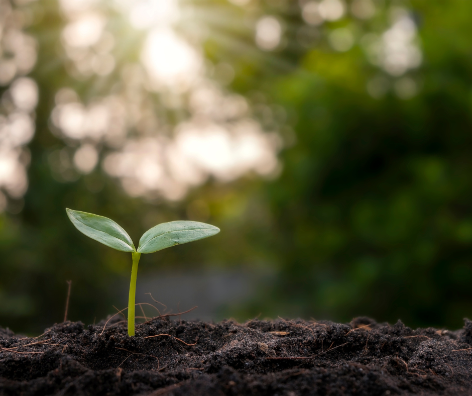 soil with seedling sprouting
