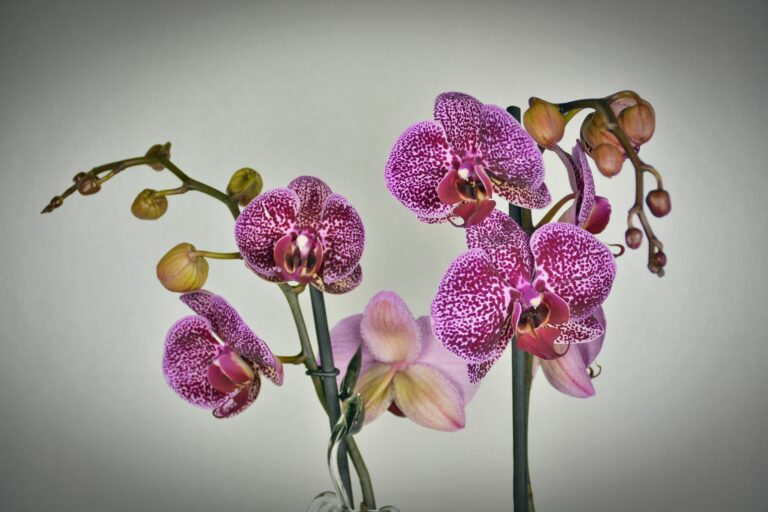 Pink orchids