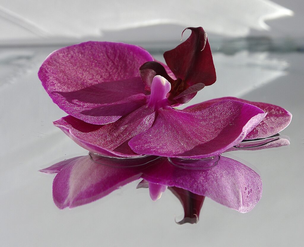 Purple Orchid on Reflective Surface
