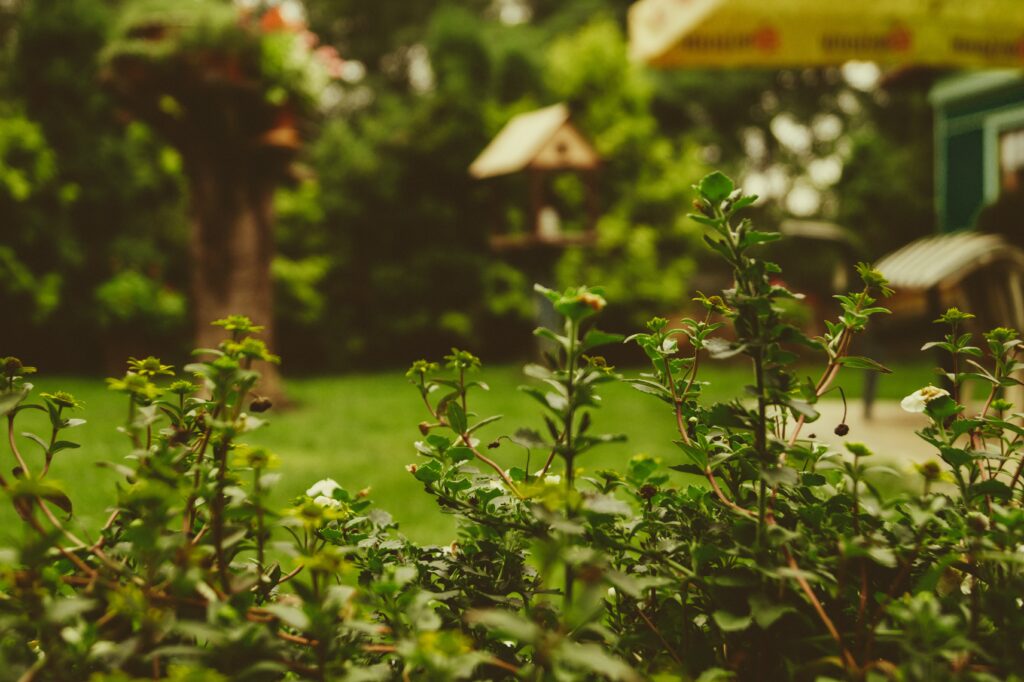 back yard plants and lawn
