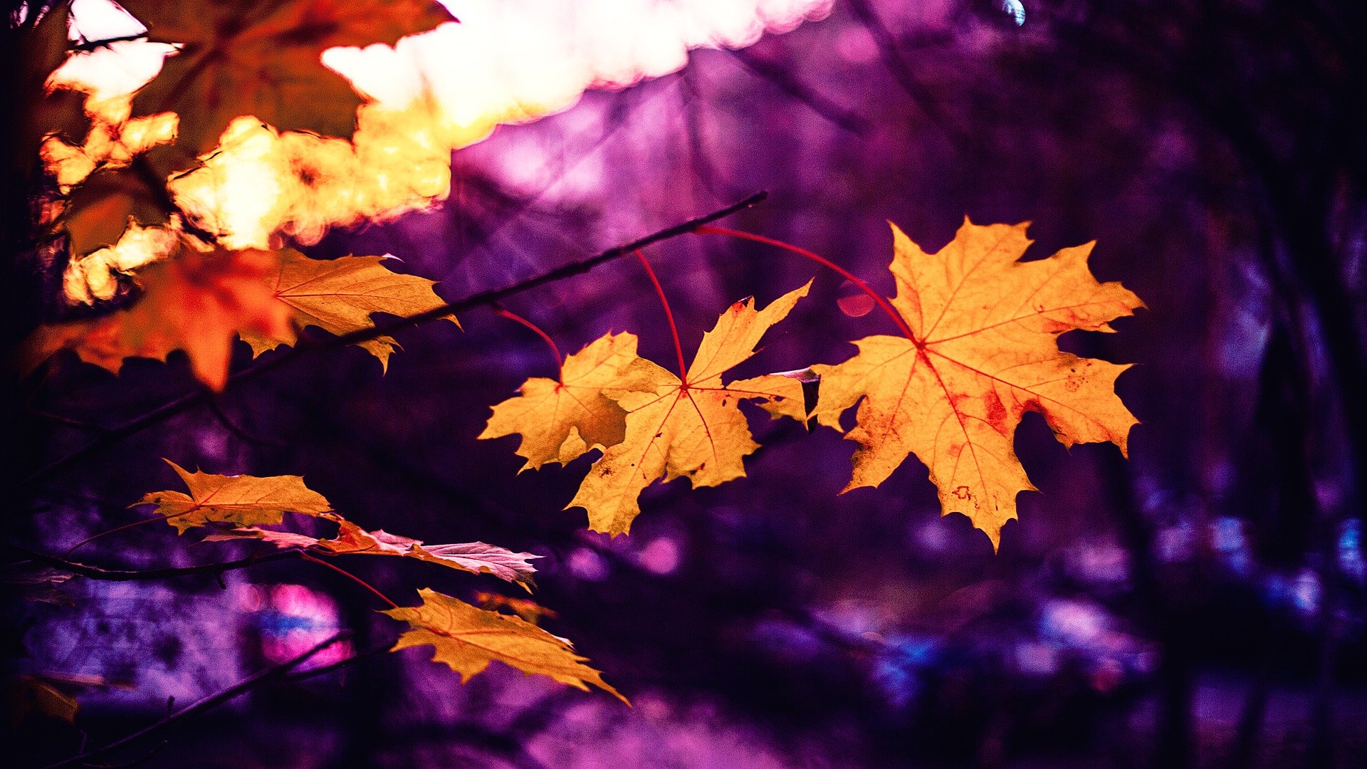 Autumn Leaves