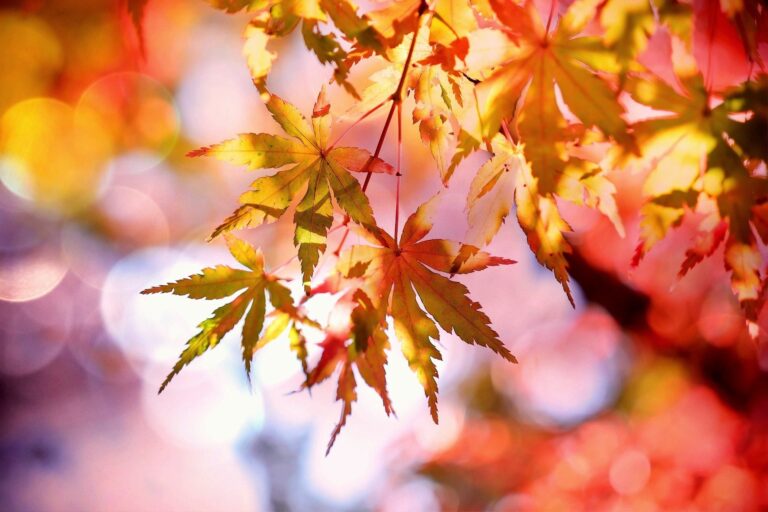 Tree with autumn leaves