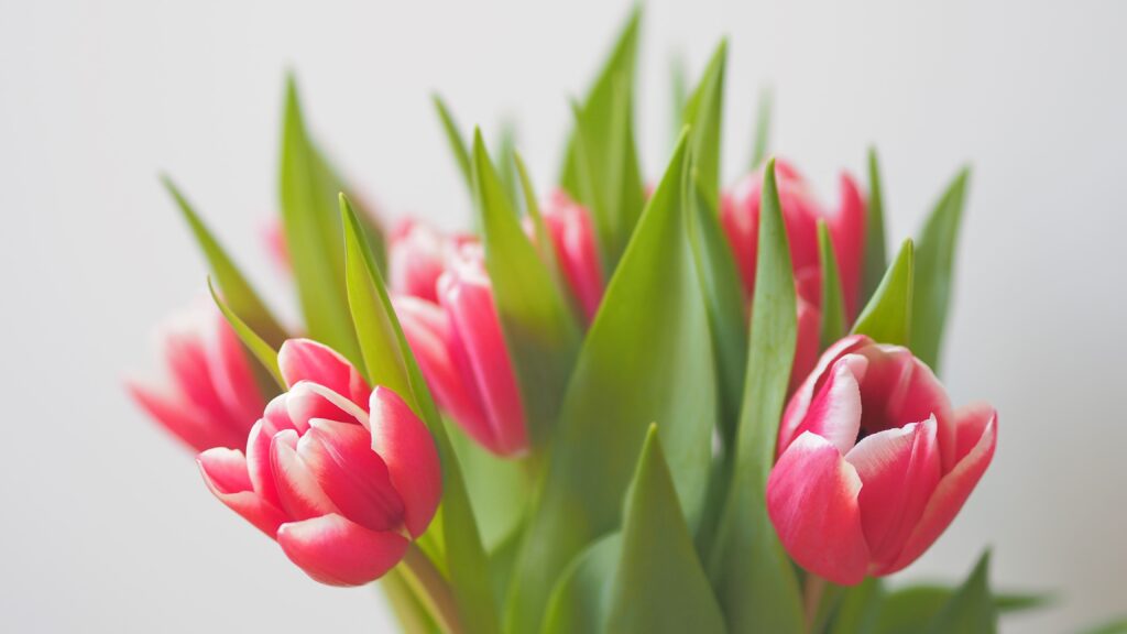bouquet of pink tulips