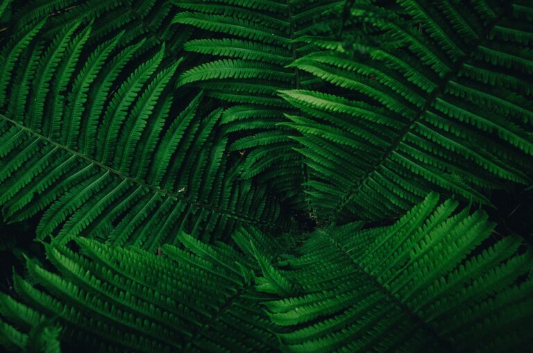 beautiful green plant