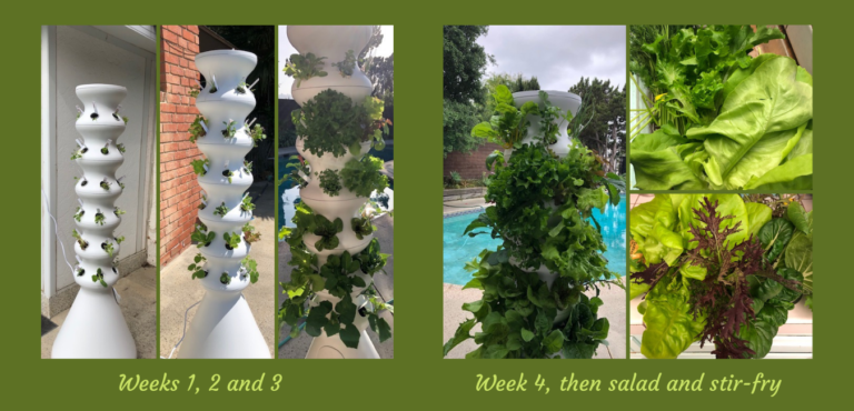 Hydroponic Growing stand showing different stages of growth of leafy greens