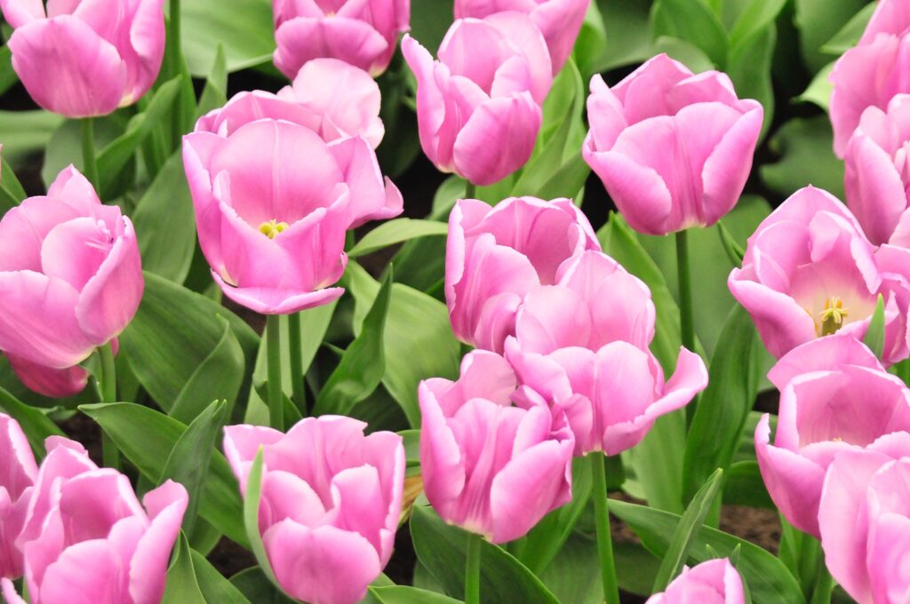 Field of pink tulips