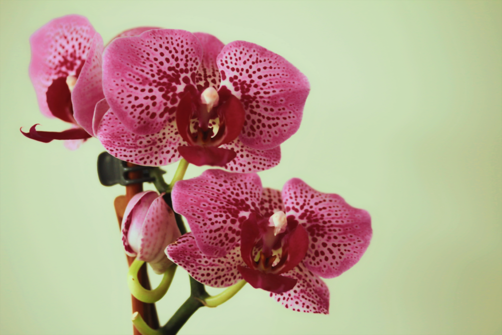 Pink Orchids