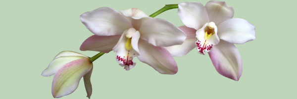 White Orchid on Green Background