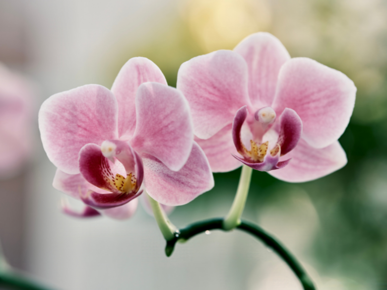 2 pink orchids on a stam