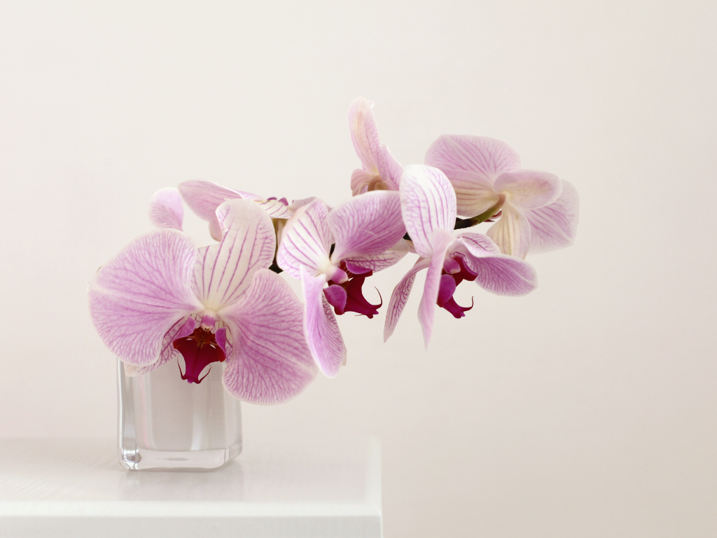 Pink orchids in vase