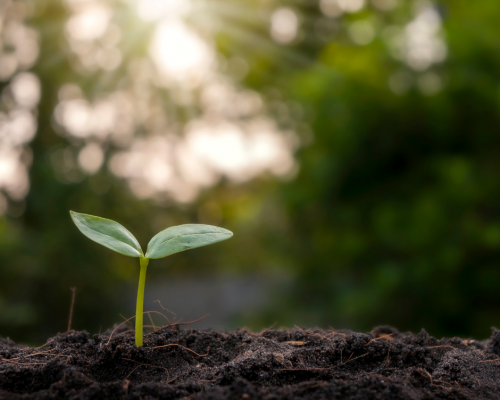 soil with seedling sprouting