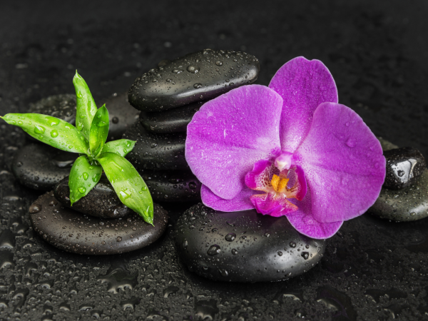Black rocks with greenery and purple orchid