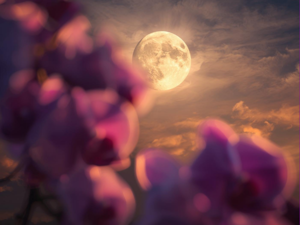 Full Moon and pink orchids
