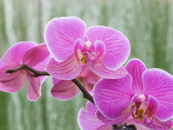 Pink orchids with green background
