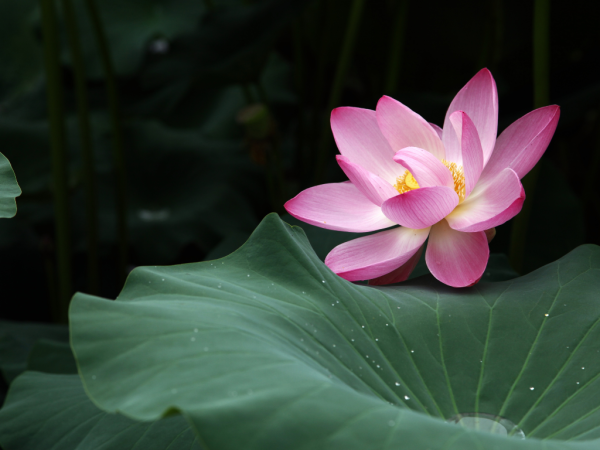 Pink Lotus Flower